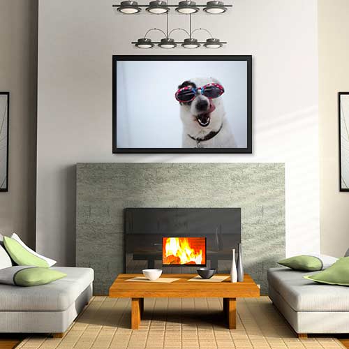 Quadros com Fotos - Cachorro com óculos